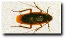 American Cockroach
