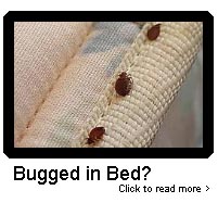 Bed Bugs