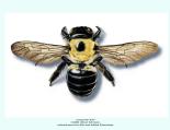 Carpenter Bees