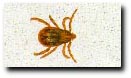 Brown Dog Tick
