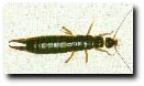 Earwig