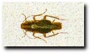 German Cockroach