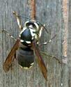 hornets