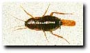 Oriental Cockroach