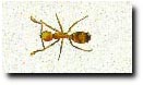 Pharaoh Ant