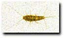 Silverfish