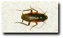 Smokey Brown Cockroach