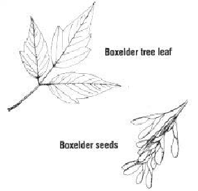 Boxelder Leaf & Seeds