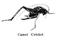 Camel Cricket