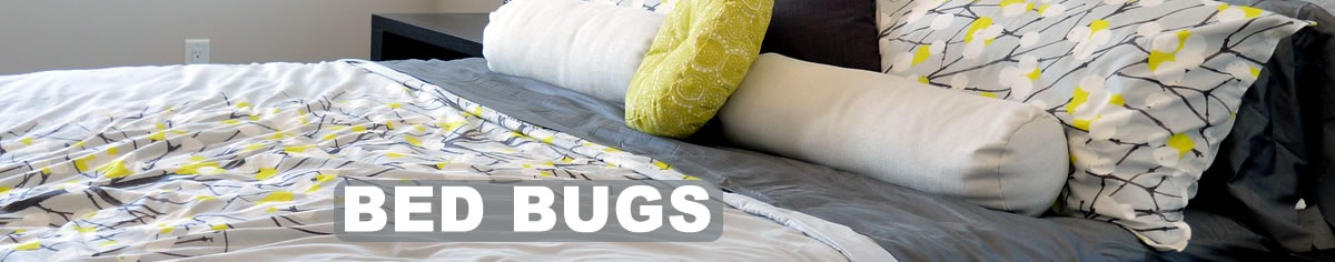 Bed Bugs - Thermal Remediation