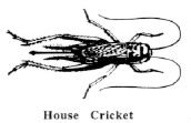 House Cricket