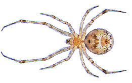 Cobweb Spiders