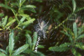 Orb Weaver Spiders