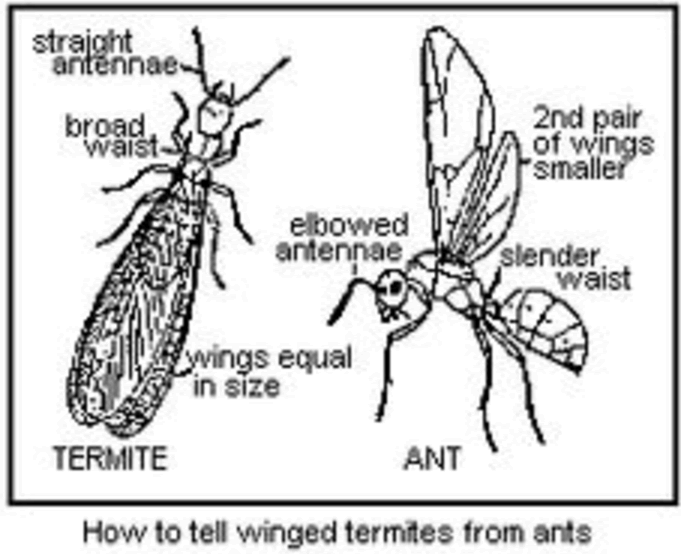 Images of the 3 types of termites.